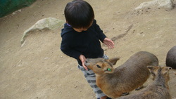 ノースサファリ