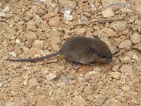 小さなお客様