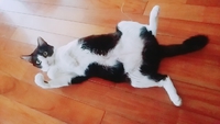 我が家の猫 2017/08/18 13:41:39