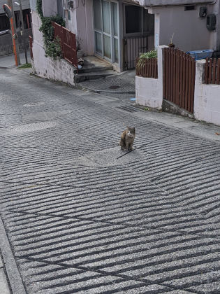 猫住む街の年の瀬
