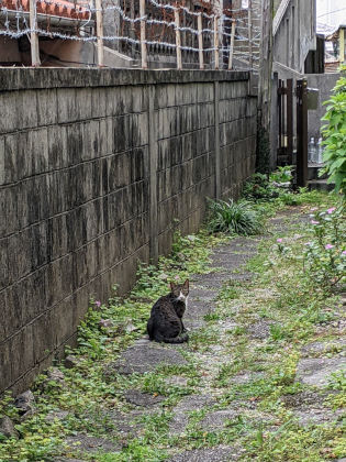 猫住む街の年の瀬