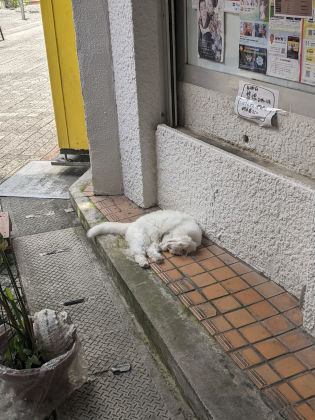 猫住む街の年の瀬