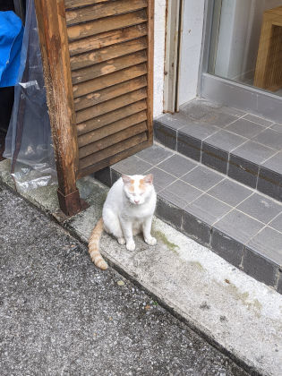 猫住む街の年の瀬
