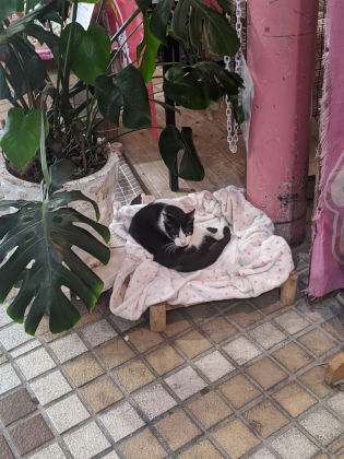 猫住む街の年の瀬