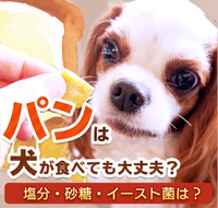 【動画】犬にパンを食べさせても大丈夫ですか？にお答えします 2020/10/13 10:34:53