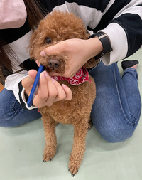 愛犬の歯みがき講座を開催しました 2022/03/06 00:27:01