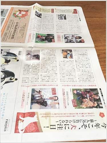 琉球新報 かふう戌年特集にて、犬を飼う素晴らしさについて語りました