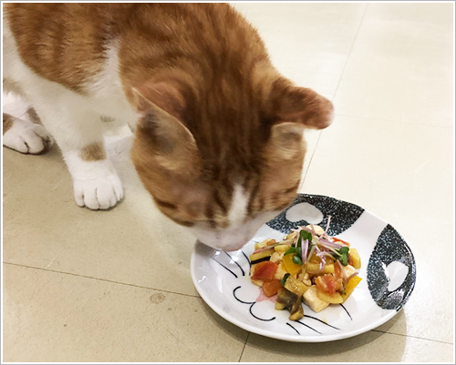犬猫ごはん 鶏ささみと夏野菜のラタトゥイユ Bonico 沖縄県中城村のドッグマッサージ 手作り犬ごはん教室