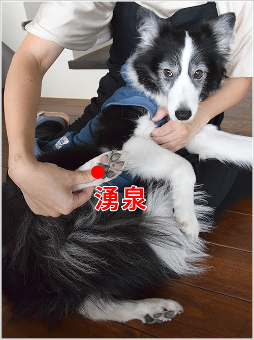 愛犬のホームケア 冷え性体質の犬に使ってほしいツボ Bonico 沖縄県中城村のドッグマッサージ 手作り犬ごはん教室