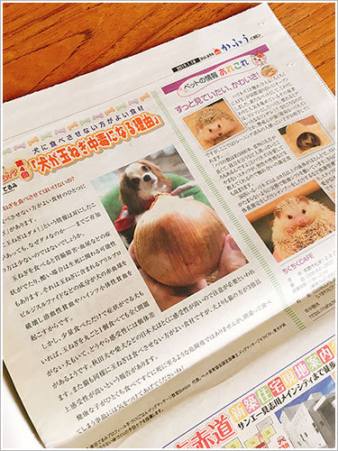 【琉球新報かふう】犬が玉ねぎを食べてはいけない理由についてお話ししました