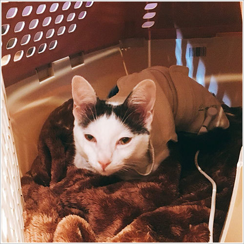 バイオレゾナンストリートメントに猫ちゃんのお客様♪