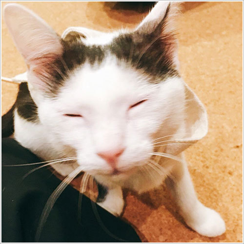 バイオレゾナンストリートメントに猫ちゃんのお客様♪