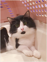 バイオレゾナンス・トリートメントのお客様増加中！（とくに猫）