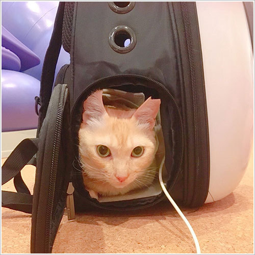 バイオレゾナンストリートメント