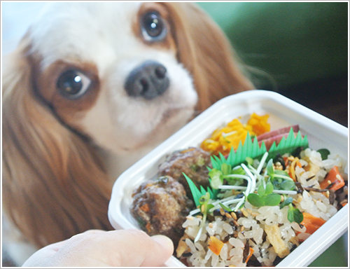 わんこ弁当