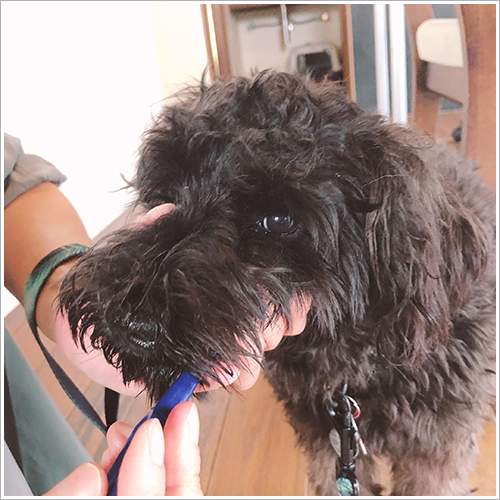 歯ブラシを嫌がる子もコツがわかれば慣れてくれます！犬の歯みがき講座レポ