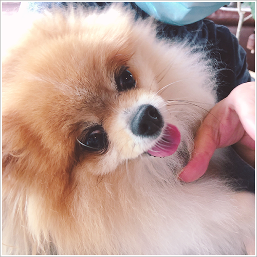 歯ブラシを嫌がる子もコツがわかれば慣れてくれます！犬の歯みがき講座レポ