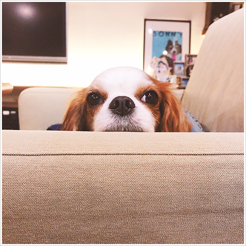 歯ブラシを嫌がる子もコツがわかれば慣れてくれます！犬の歯みがき講座レポ
