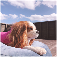 愛犬のダイエットには手作り食が最適！ペット食育入門講座開催レポ 2020/12/12 23:51:03