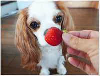 【Youtube】犬はいちごを食べても大丈夫？ 2021/03/13 09:27:30