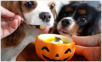 【犬おやつレシピ】ハロウィンにも！驚くほど簡単な濃厚かぼちゃプリン 2021/10/07 13:00:08