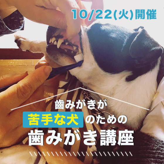 【10/22開催】愛犬の歯みがき講座　申し込み受付中