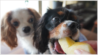 食べさせてOK！犬が喜ぶ果物ベスト５を紹介 2021/09/14 12:10:49