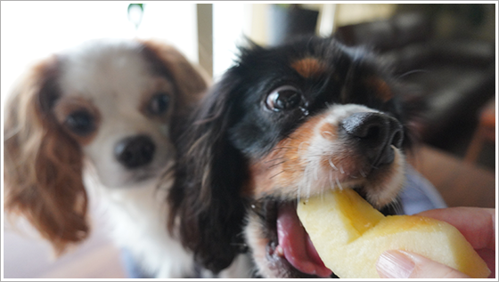 食べさせてOK！犬が喜ぶ果物ベスト５を紹介