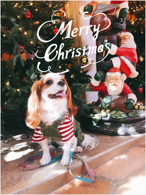 Merry Christmas