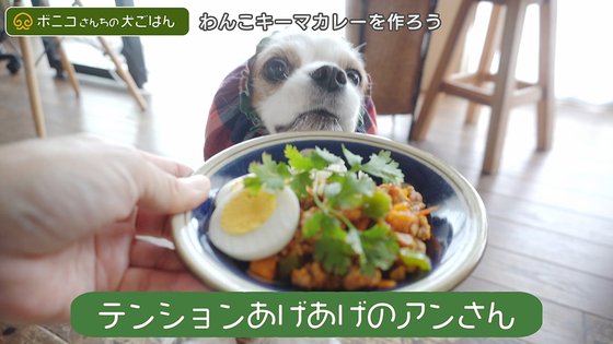 【犬ごはんレシピ】ウコンで肝機能強化！わんこキーマカレーの作り方