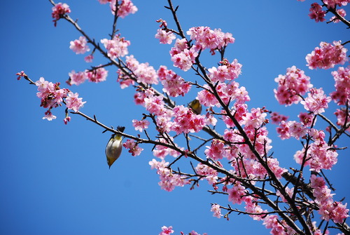 桜