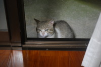 にゃんこ先生 2013/04/26 22:37:37