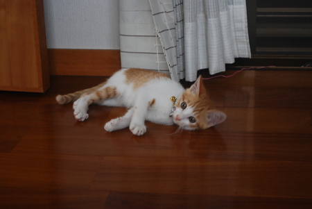 ルクちゃん