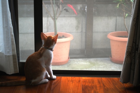 今週のルク