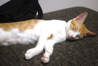 ルク寝る 2013/08/10 22:14:20