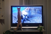 テレビの向こう側 2013/09/07 22:53:56