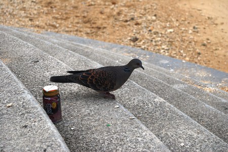 イナミの朝食