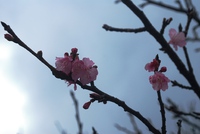正月三日 2014/01/03 17:47:08