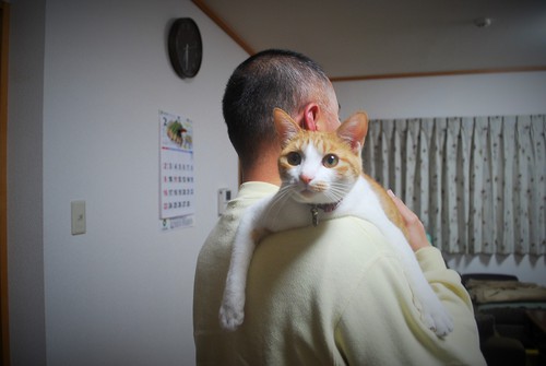 肩ネコ