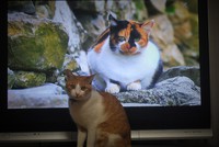 画面にくぎ付け 2014/02/21 20:28:13