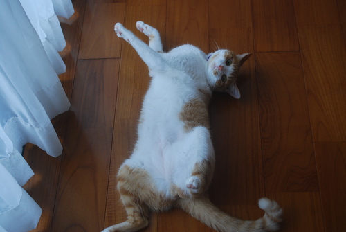整体院イナミ