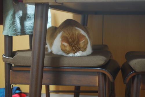 謝罪のルク(=^・^=)