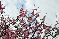 桜 2015/01/29 10:18:12