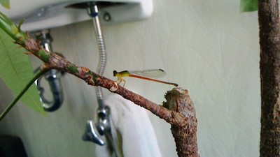 イトトンボ