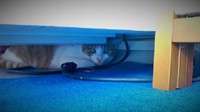 初出勤(=^・^=) 2014/03/01 19:29:56