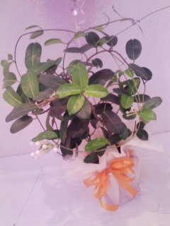観葉植物とバルーン