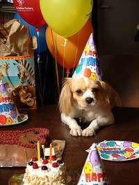 看板犬の誕生日