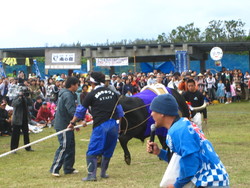 黒島牛祭り２００７