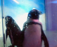ペンギンに癒されよう
