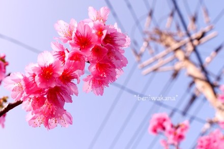 緋寒桜　at ヨロン